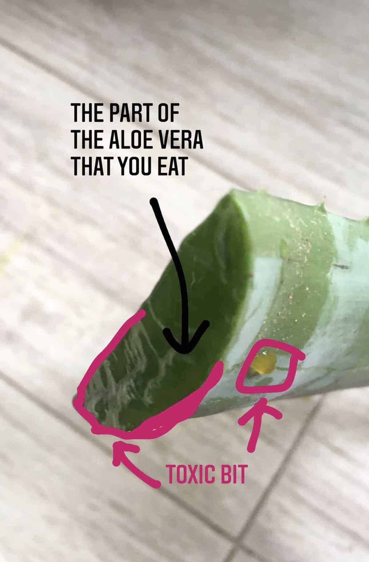 Showing which part of the aloe vera plant is toxic vs edible.