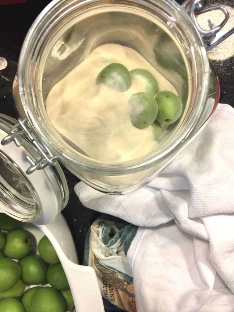 Adding the maesil and sugar to the jar in portions