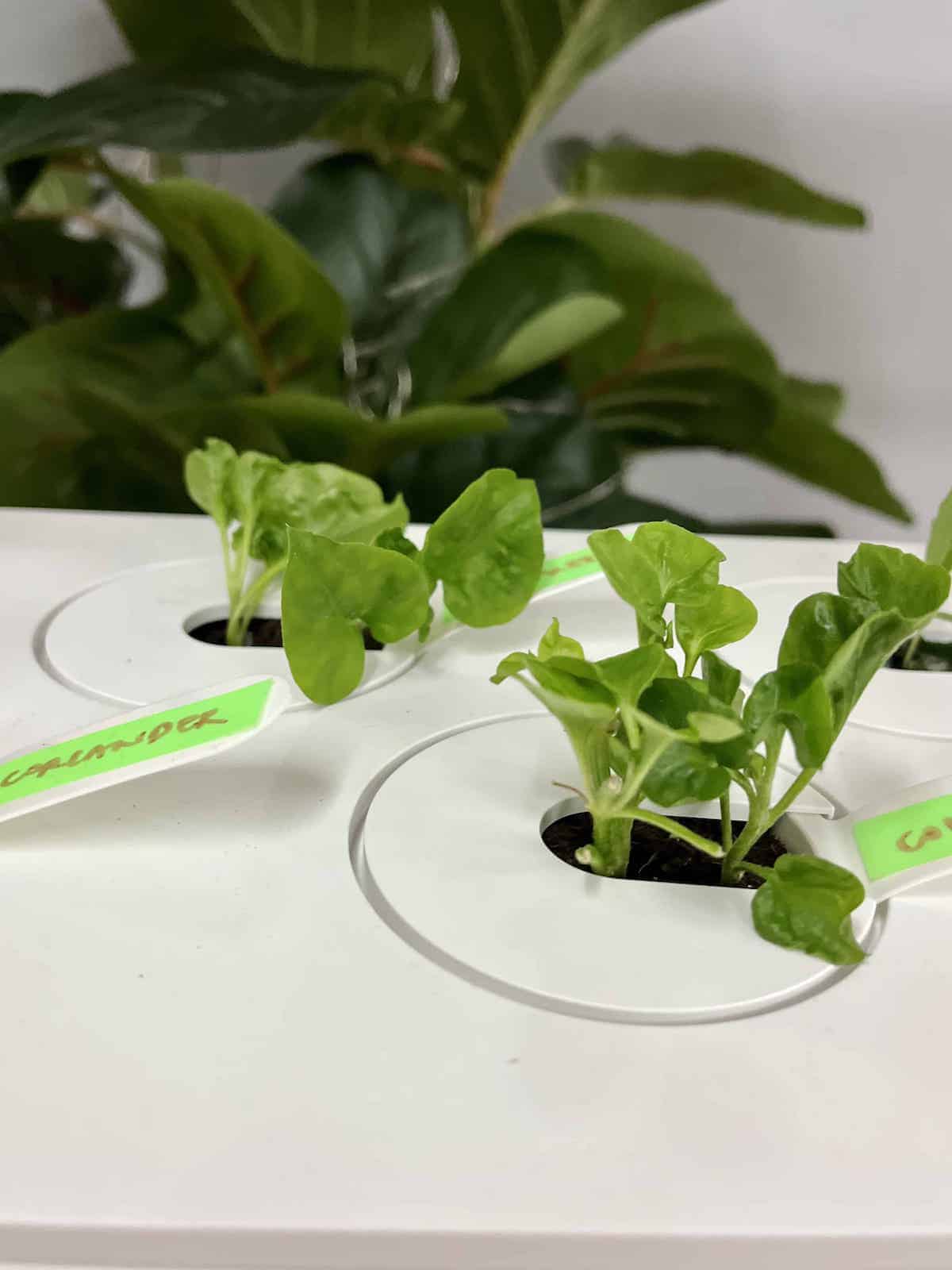 Brazilian Spinach cuttings in a Click & Grow Indoor Gardening Kit.