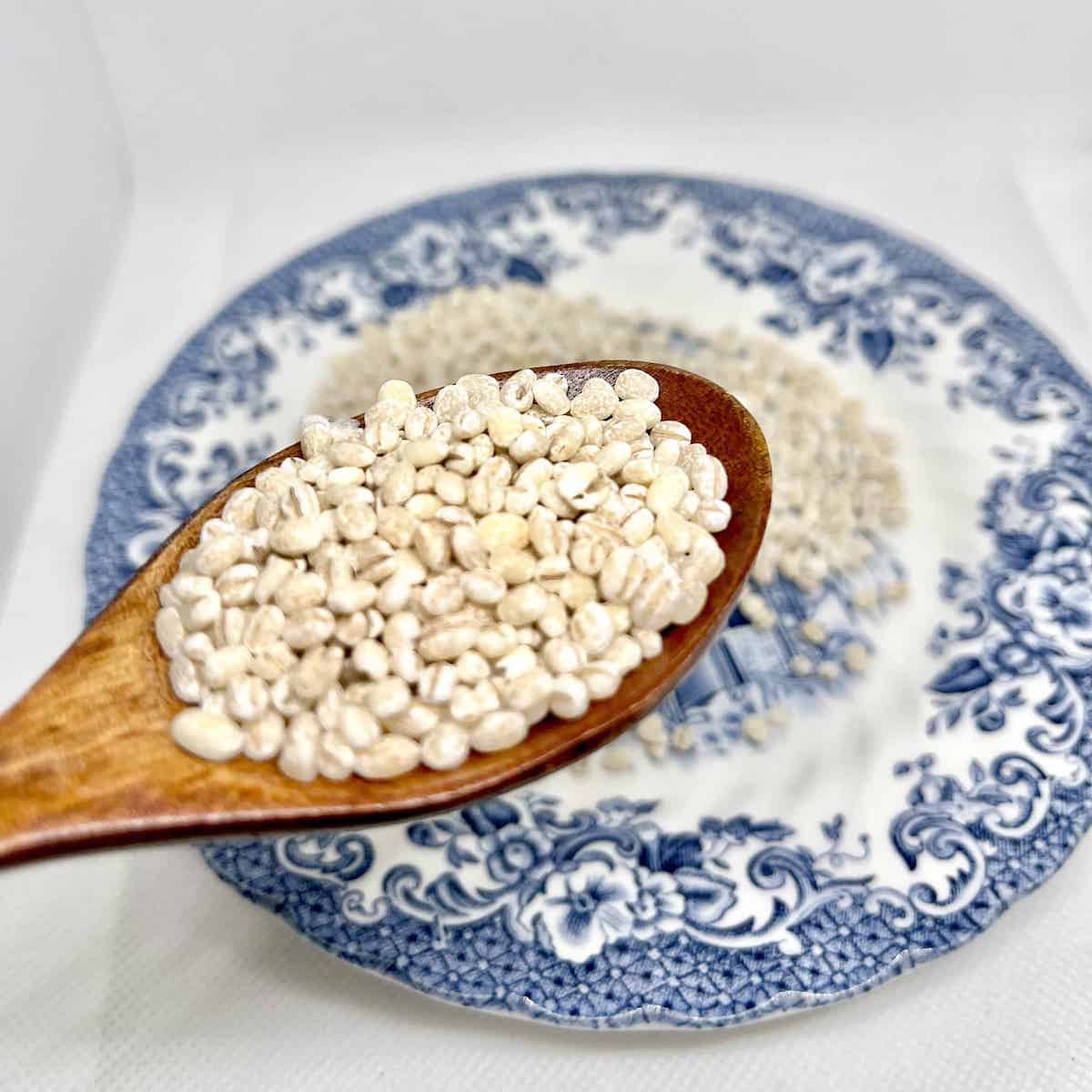 Spoonful of pearl barley grains.