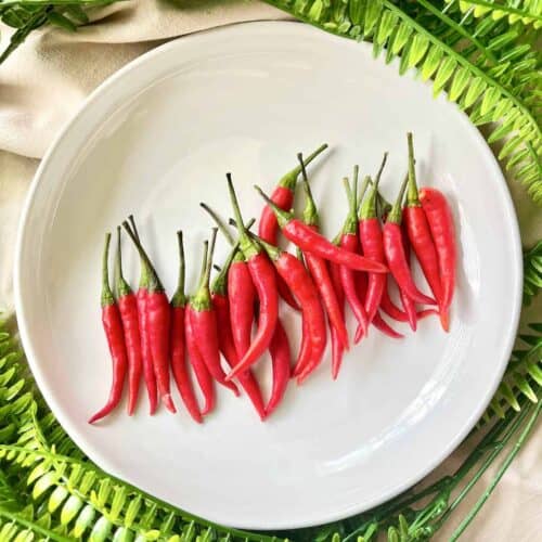 Lots of red bird's eye chilies on a white plate.